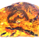 The baby snake encased in amber.